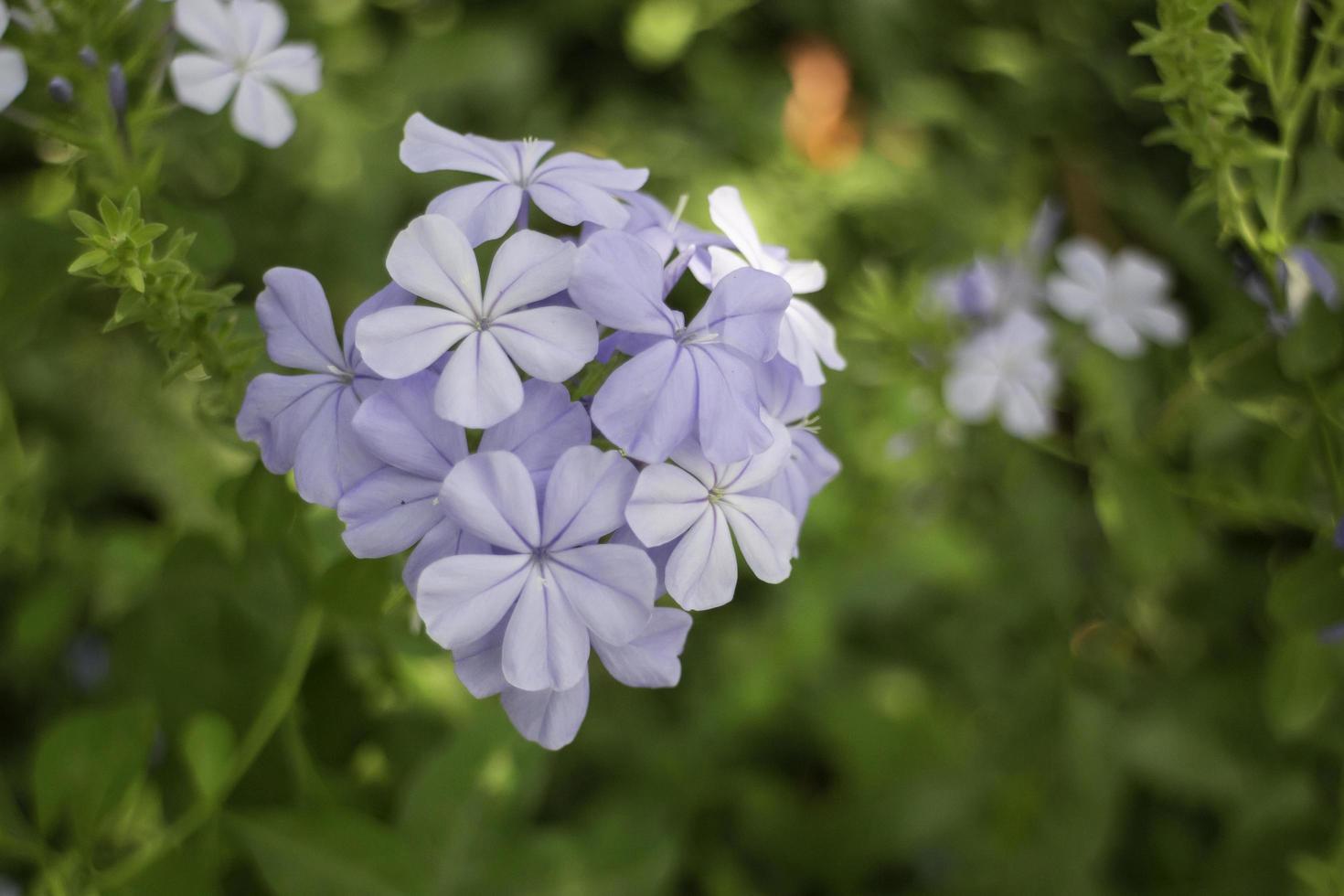 grüner Sommergarten des Resortäußeren foto