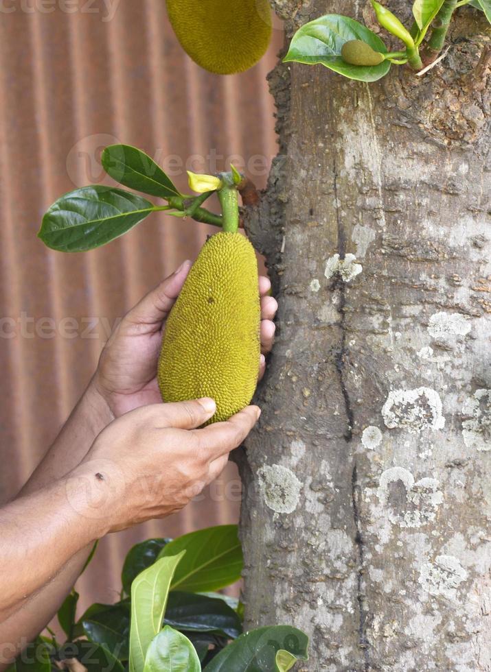 Mann Ernte Grün Jackfrucht von das Baum, Versammlung das unreif Obst zum Verbrauch oder Kochen foto