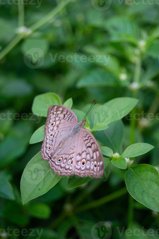 Schmetterling auf ein wild Blatt. wild Schmetterling. foto