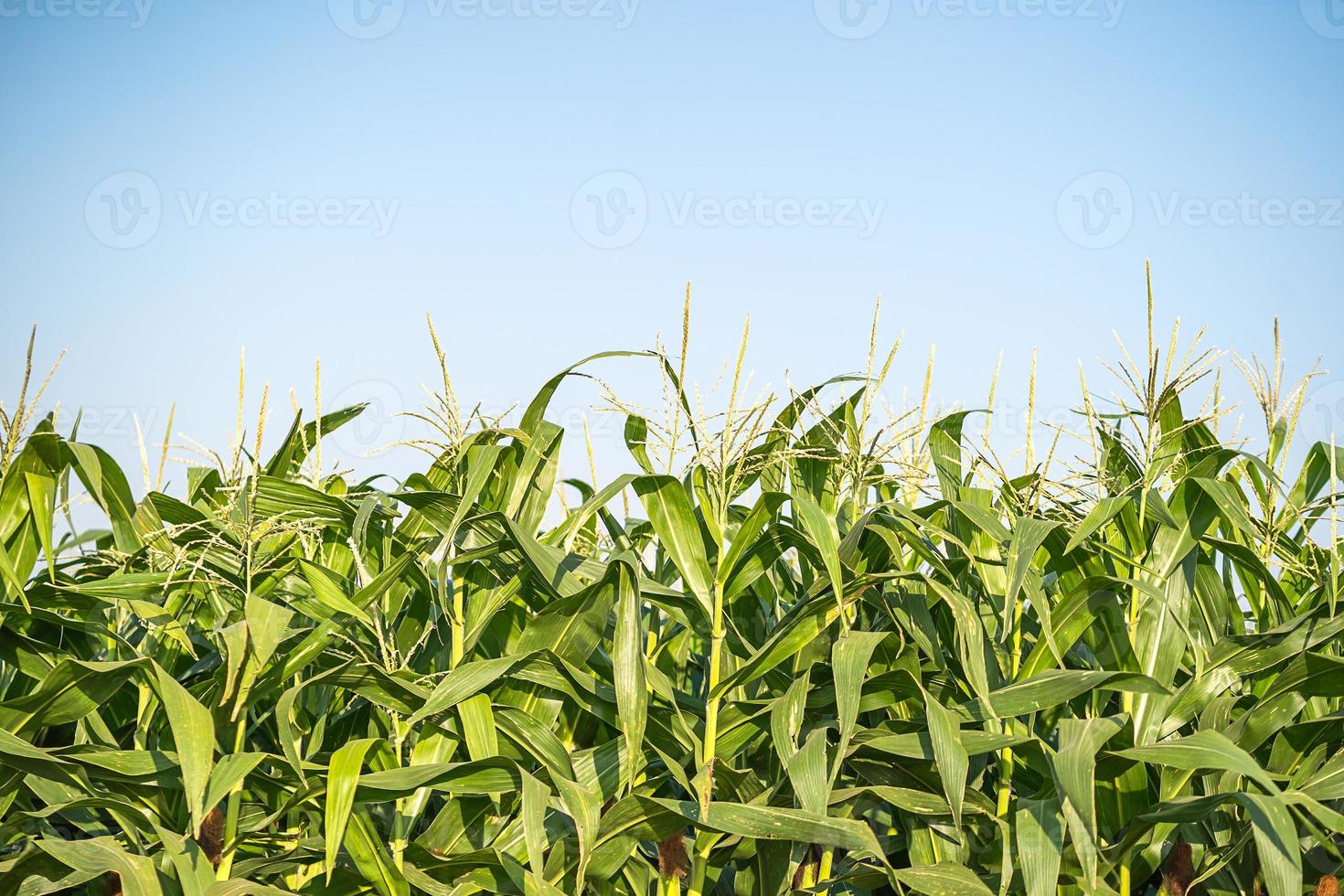 Maispollen im Maisfeld foto