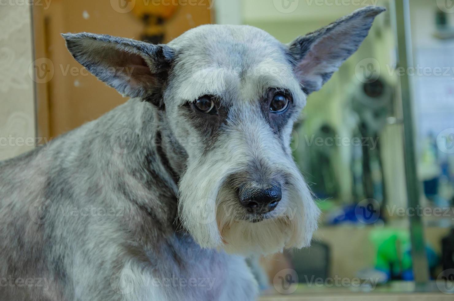 das Schnauze von ein Mittelschnauzer Hund nach Schneiden und Waschen. foto