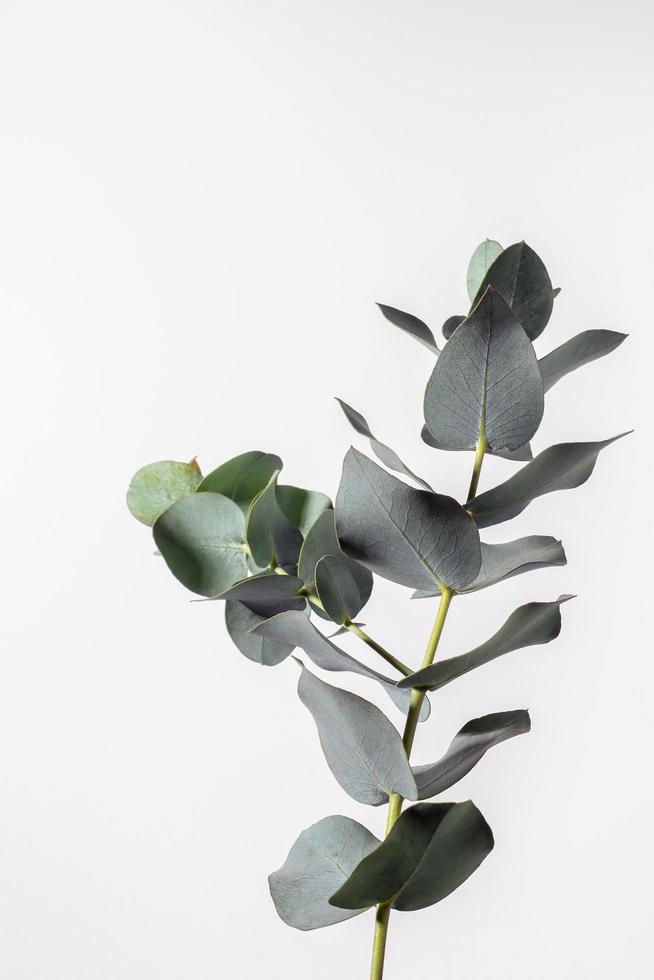 Eukalyptus Blätter auf Weiß Hintergrund. Flora Hintergrund Hintergrund. foto