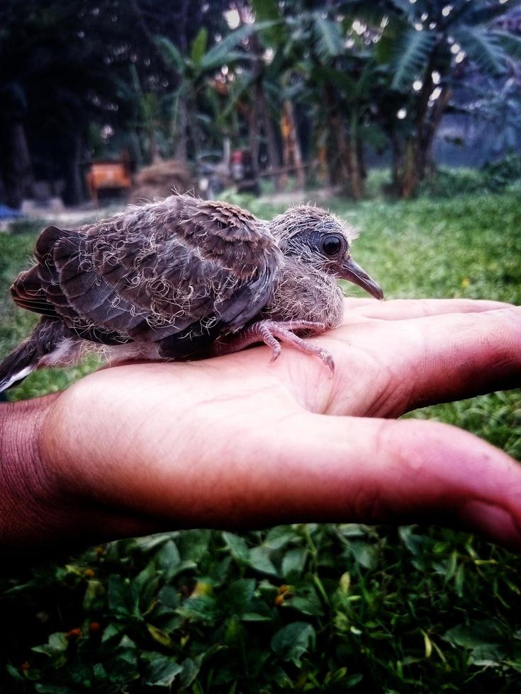 Vogel Taube oben Hand foto