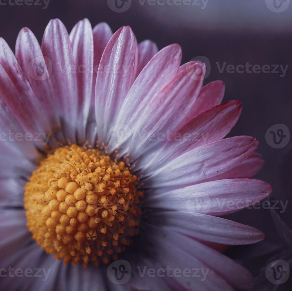 schöne Gänseblümchenblume im Garten im Frühling foto