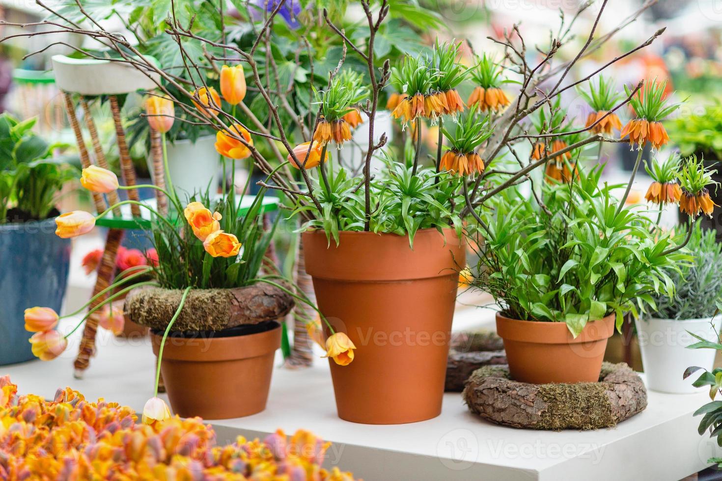 Tulpen und Fritillaria imperialis im Blume Töpfe foto