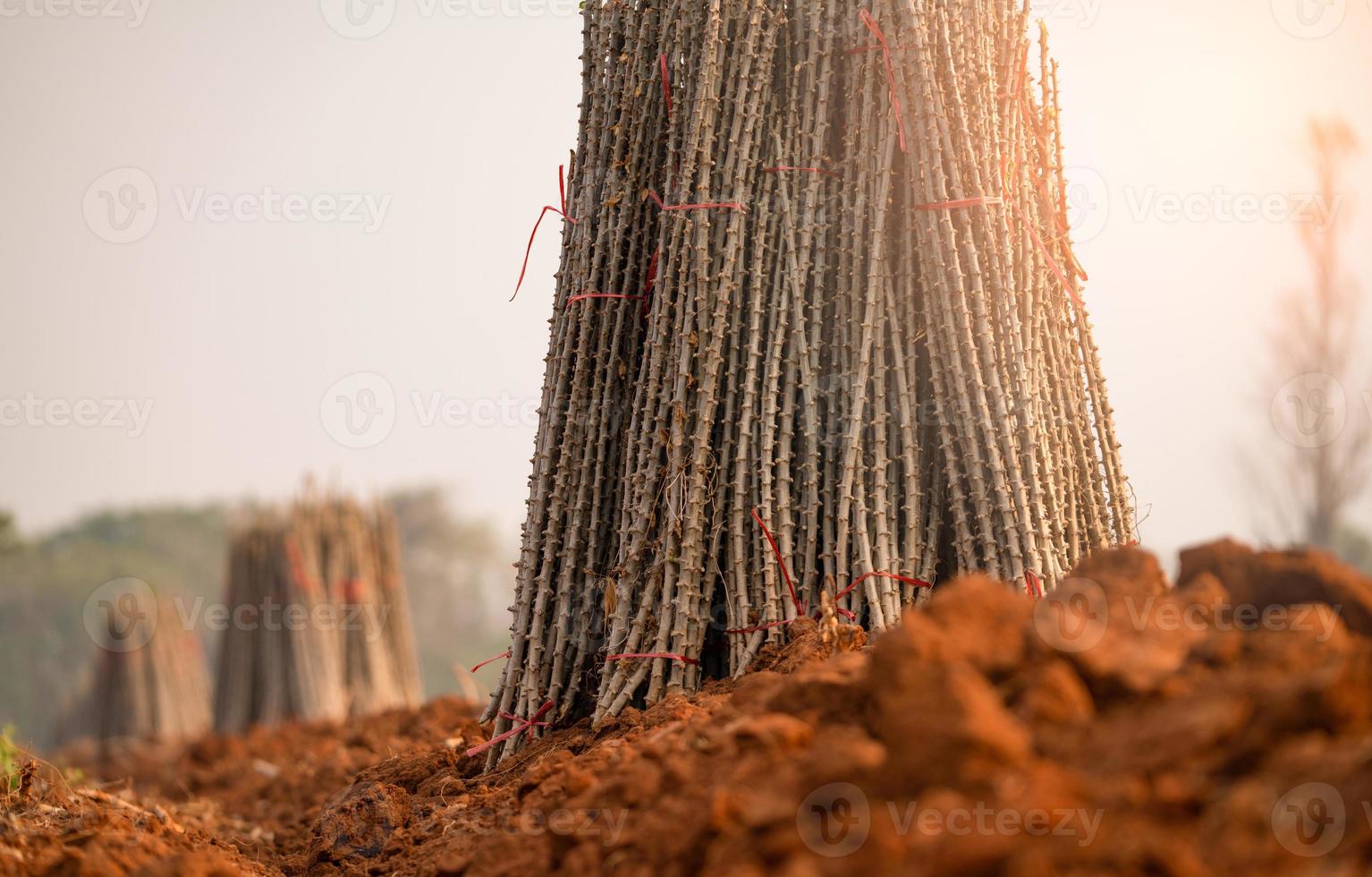 Maniok Bauernhof. Maniok oder Tapioka Pflanze Feld. bündeln von Maniok Bäume im Maniok Bauernhof. das gepflügt Feld zum Pflanzen Getreide. nachhaltig Landwirtschaft. Landwirtschaft im Entwicklung Länder. Klammer Essen Ernte. foto