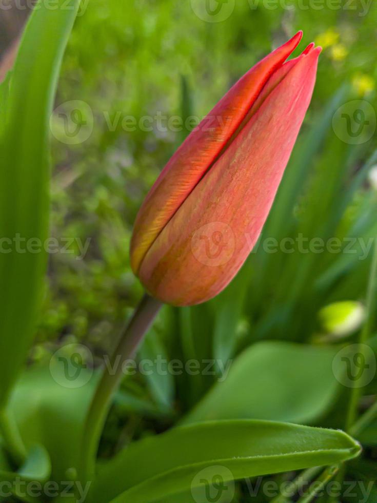 Grün Pflanzen im Sommer. Blumen im das Garten. Hintergrund Hintergrund. foto