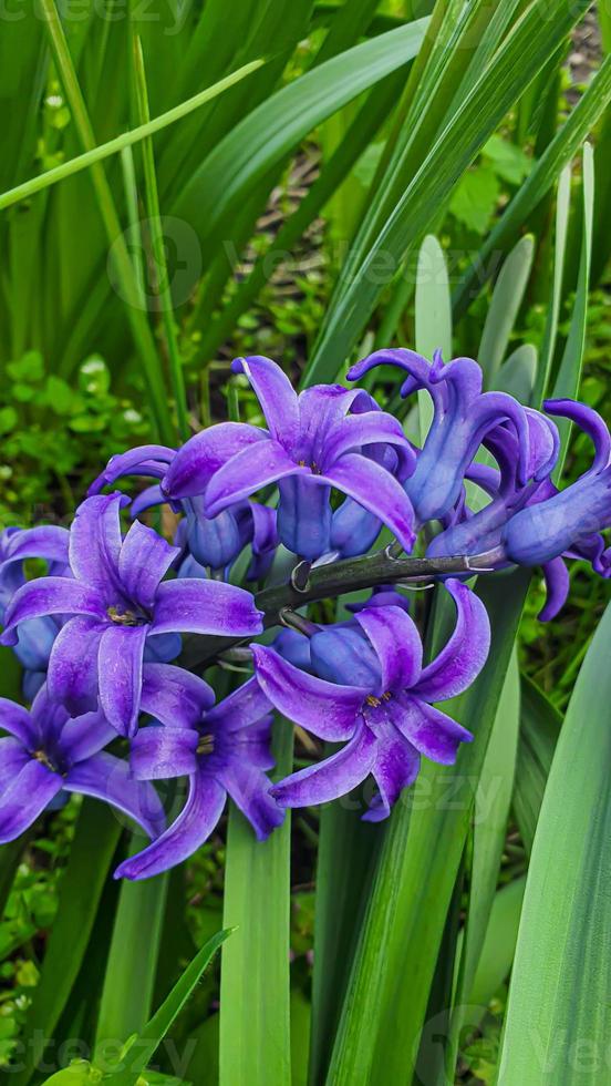 Grün Pflanzen im Sommer. Blumen im das Garten. Hintergrund Hintergrund. foto