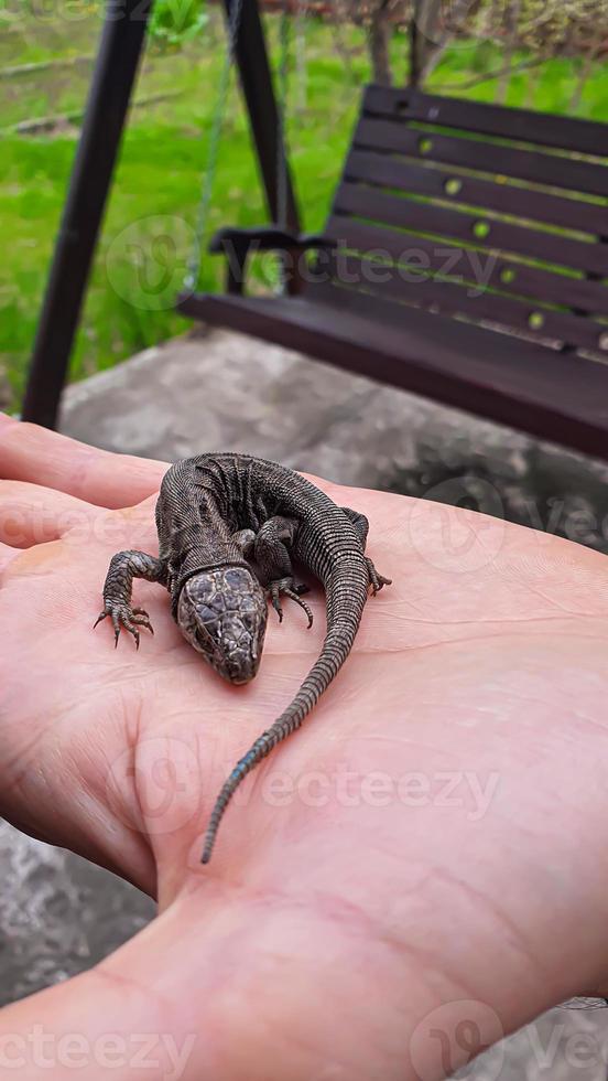 Eidechse auf Hand. Natur im das Land. saftig Gras. Tier Rettung Konzept. foto