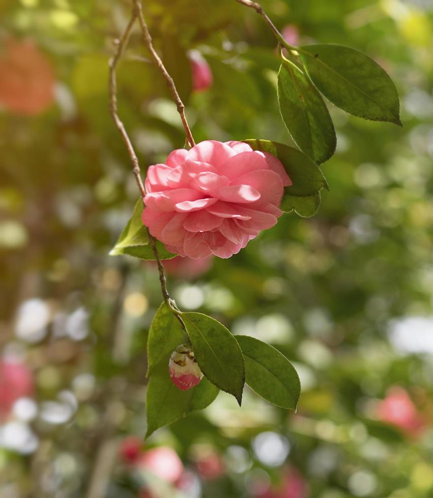 Kamelienblume auf unscharfem Hintergrund mit Bokehblättern foto