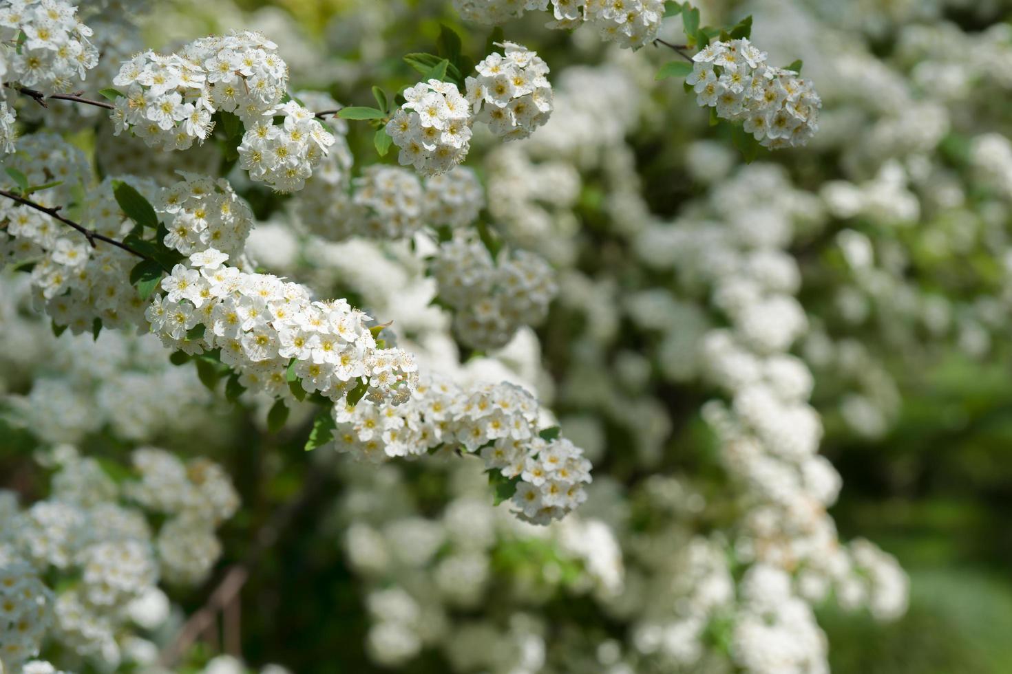 Büsche mit kleinen weißen Blüten auf einem Hintergrund von grünen Blättern foto