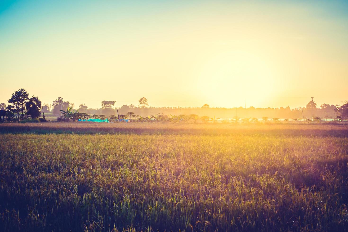 Reisfeld mit Sonnenuntergang foto