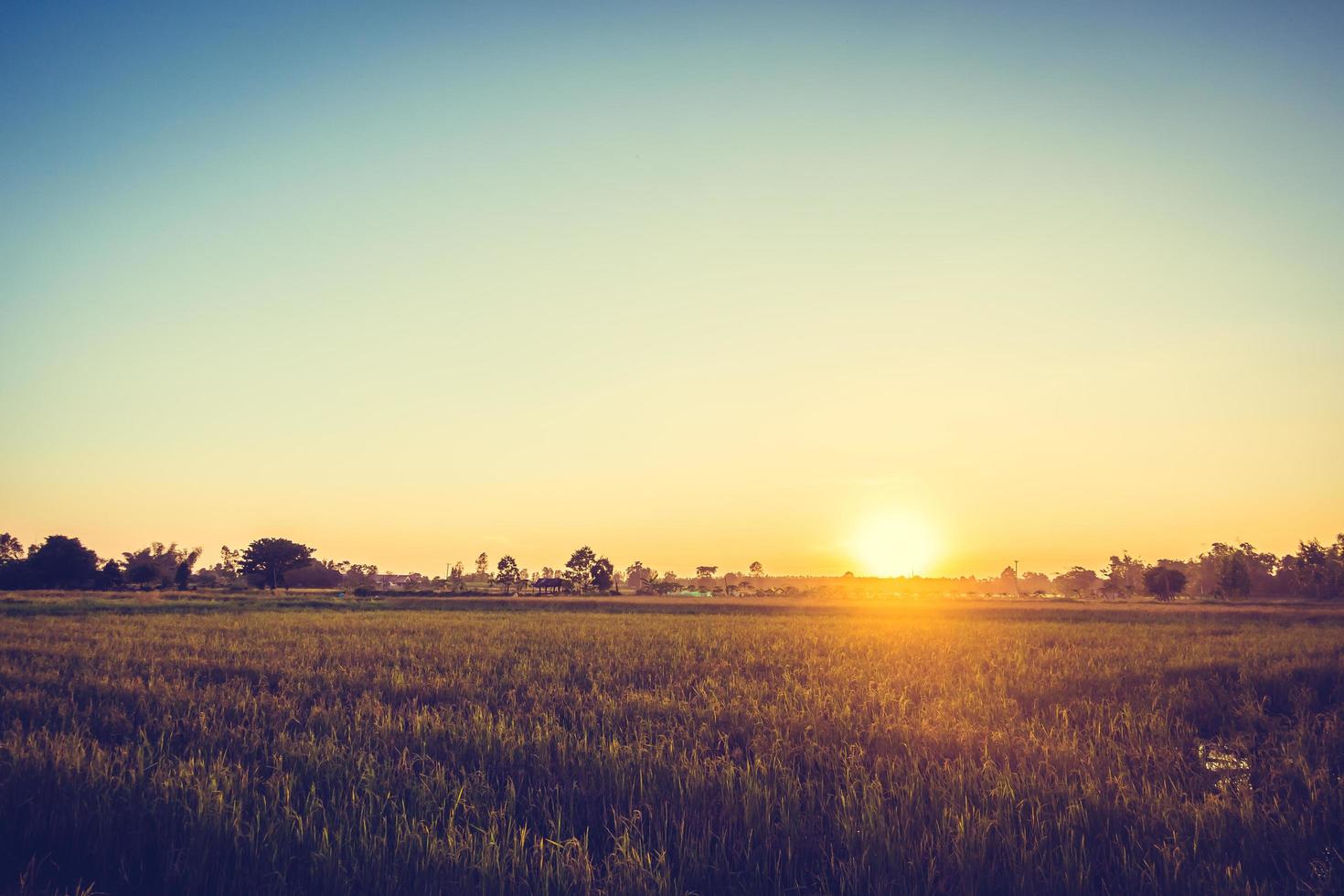 Reisfeld mit Sonnenuntergang foto