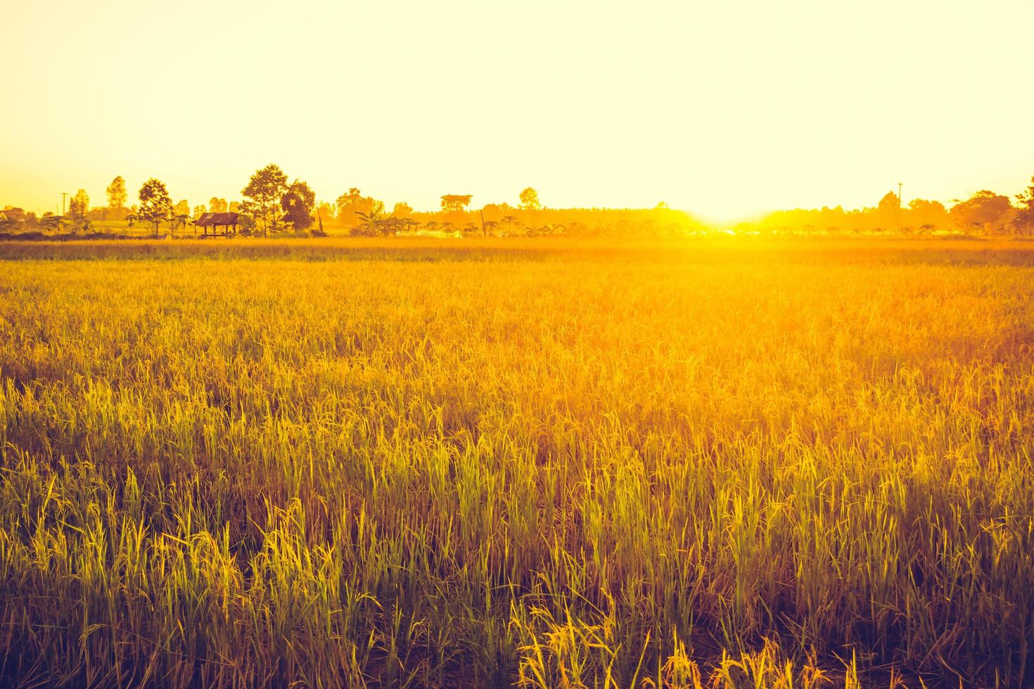 Reisfeld mit Sonnenuntergang foto