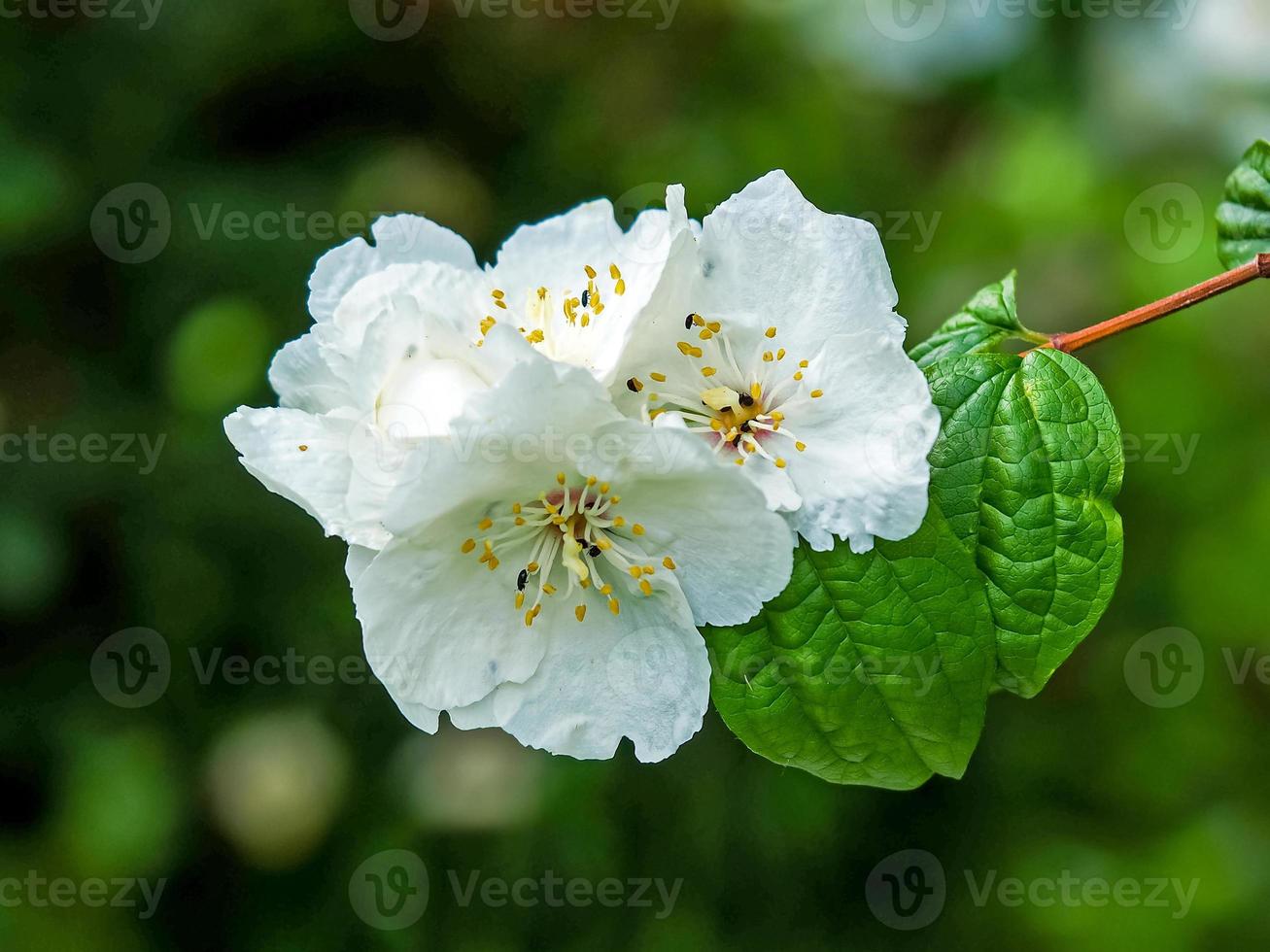 weiße Blüte auf einem süßen Scheinorangenbusch, philadelphus foto