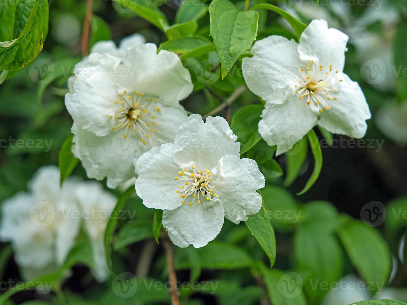 süße Scheinorangenblüte auf einem philadelphus Busch foto