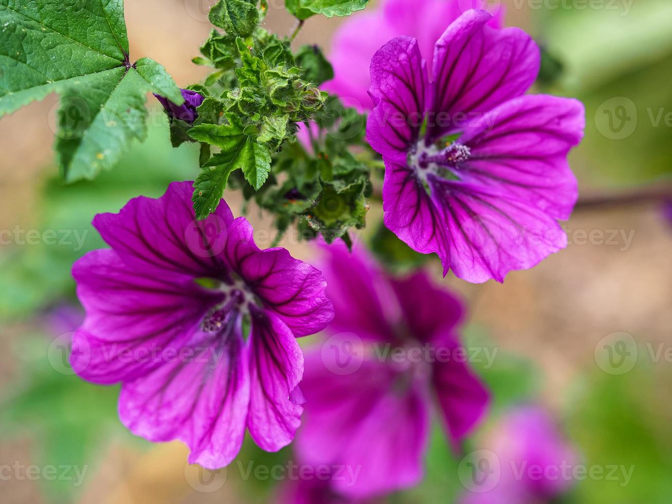 schöne lila Malve Blumen und Blätter, Malva Sylvestris foto