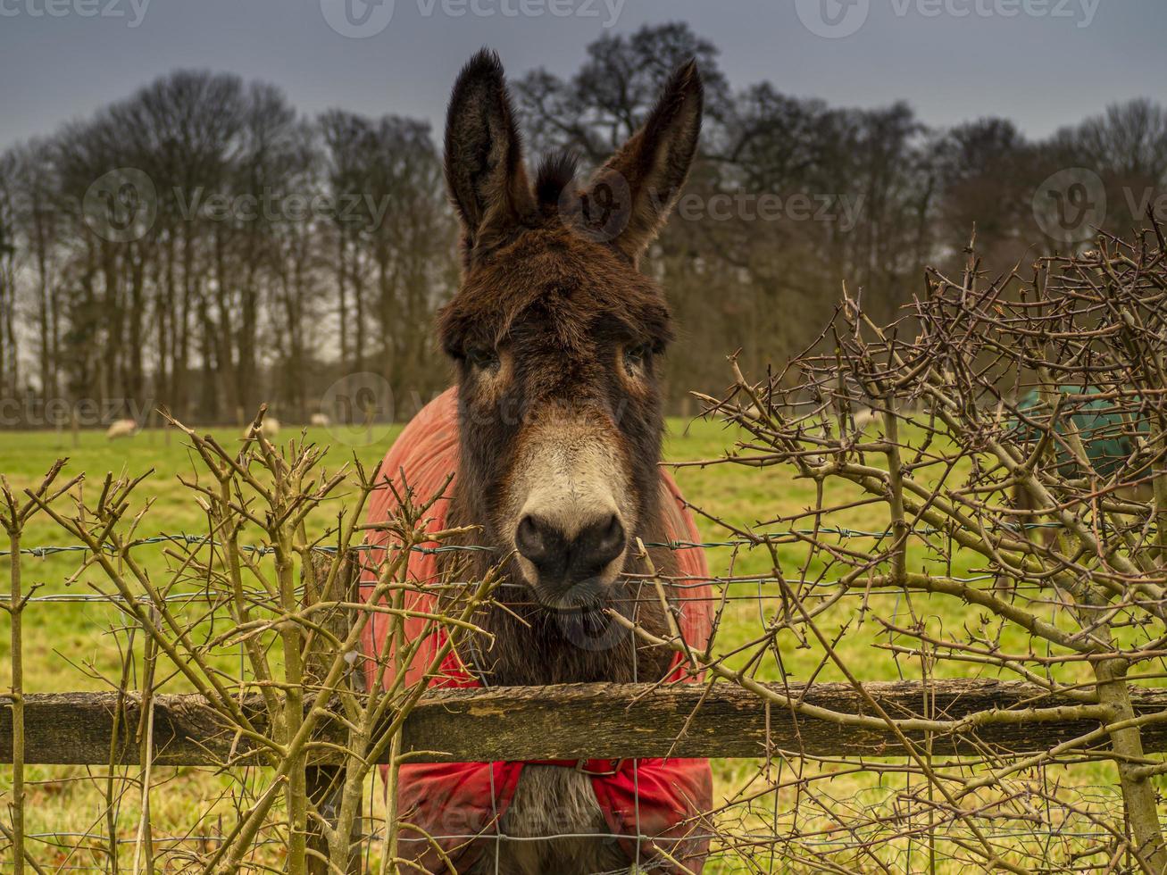 süßer Esel, der über einen hölzernen Zaun schaut foto