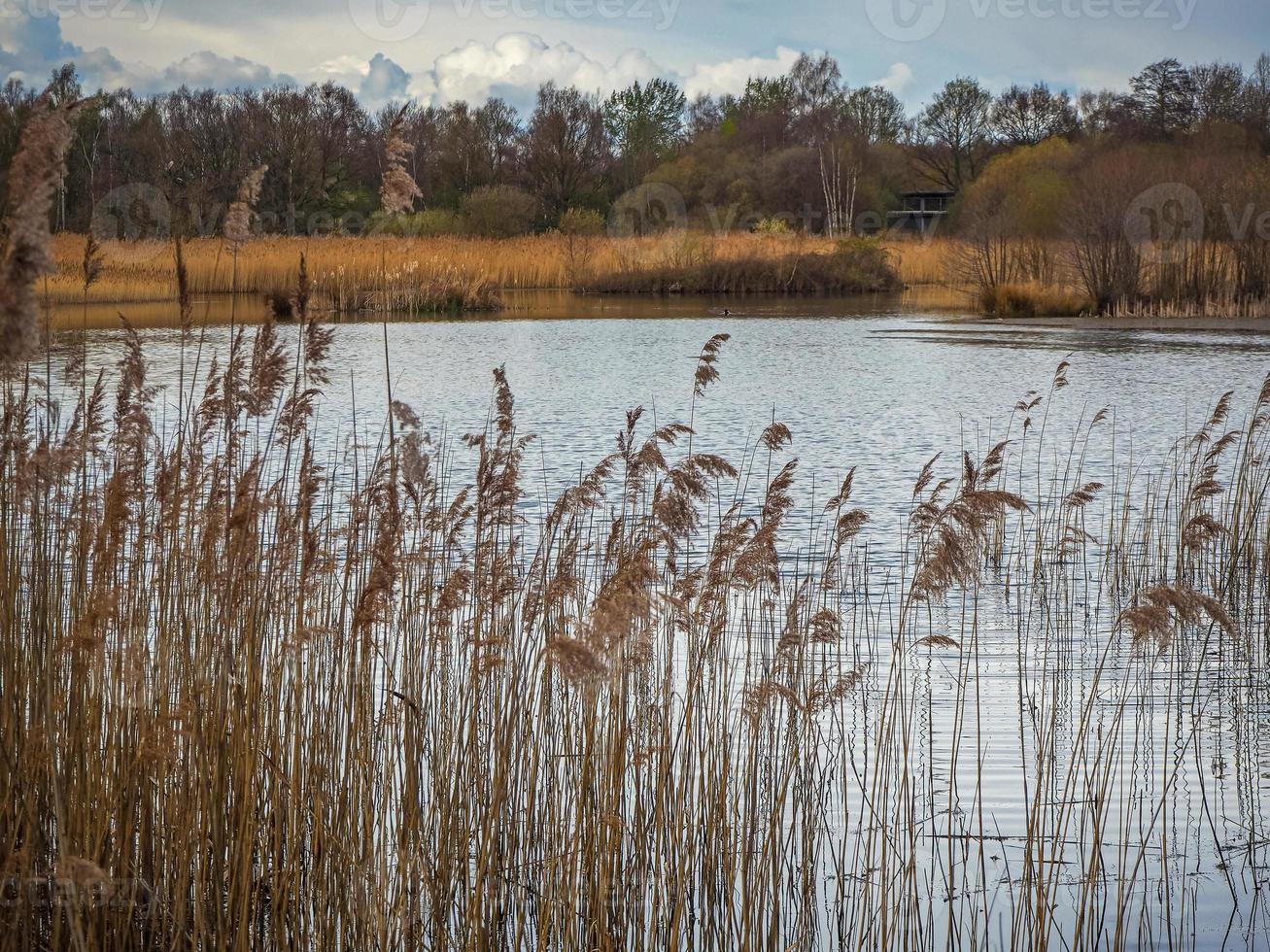 Schilf neben einem See bei Potteric Carr, South Yorkshire, England foto