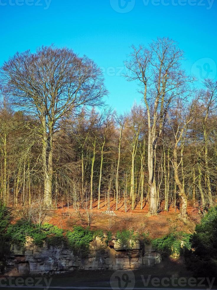 Bäume in einem Wald an einem schönen Wintertag mit einem klaren blauen Himmel foto