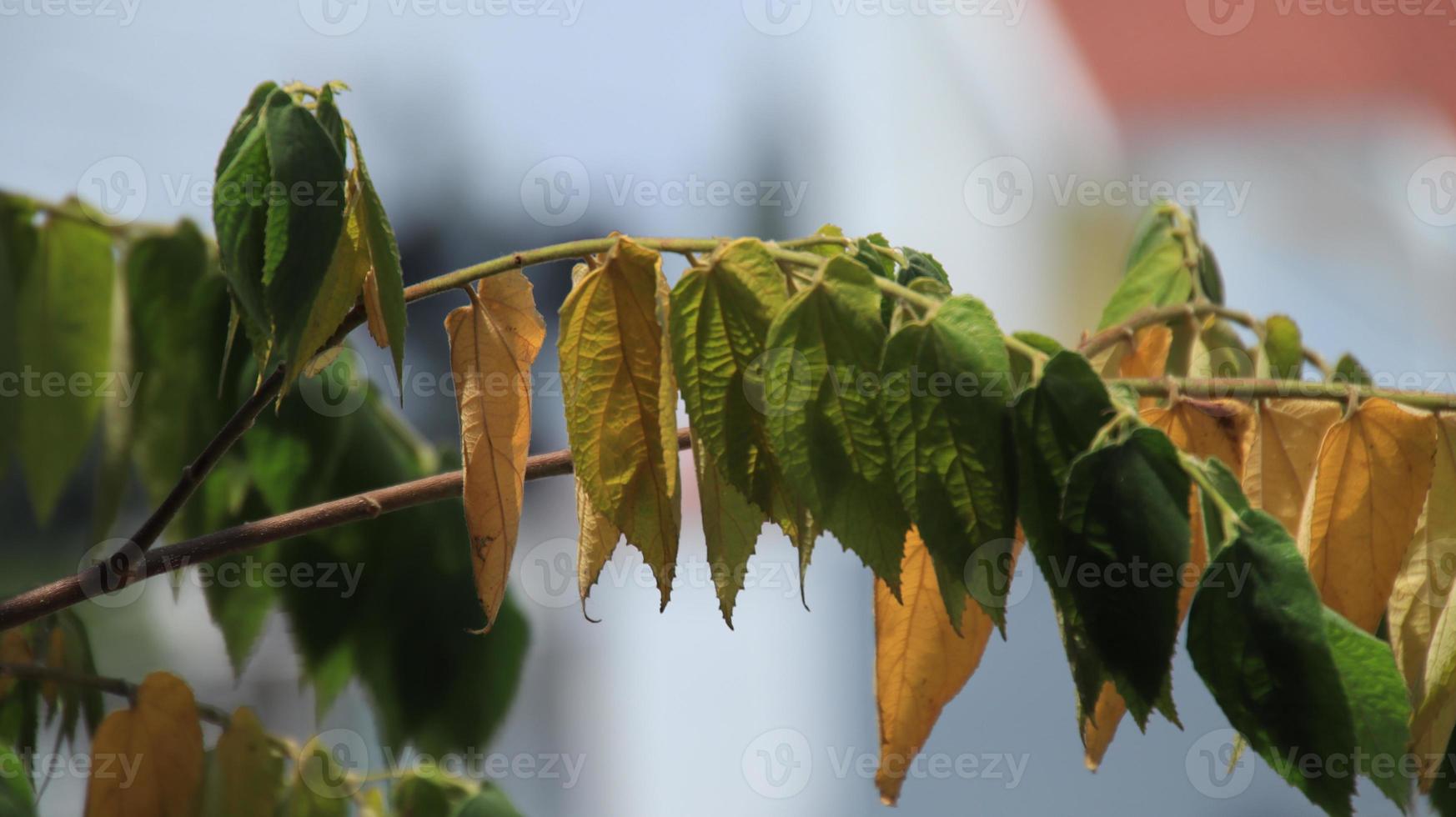 Kirsche Baum Grün Blätter. muntingia Calabura Blätter foto