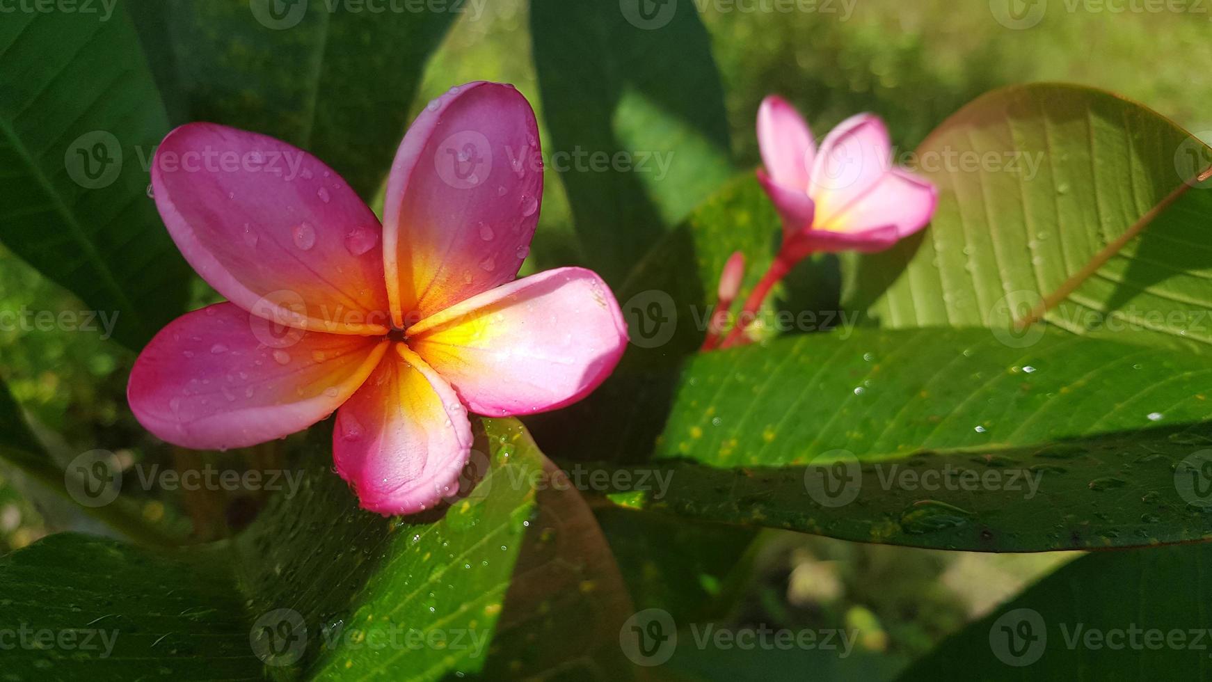 verschiedene tropisch Blumen- und tropisch Pflanzen foto