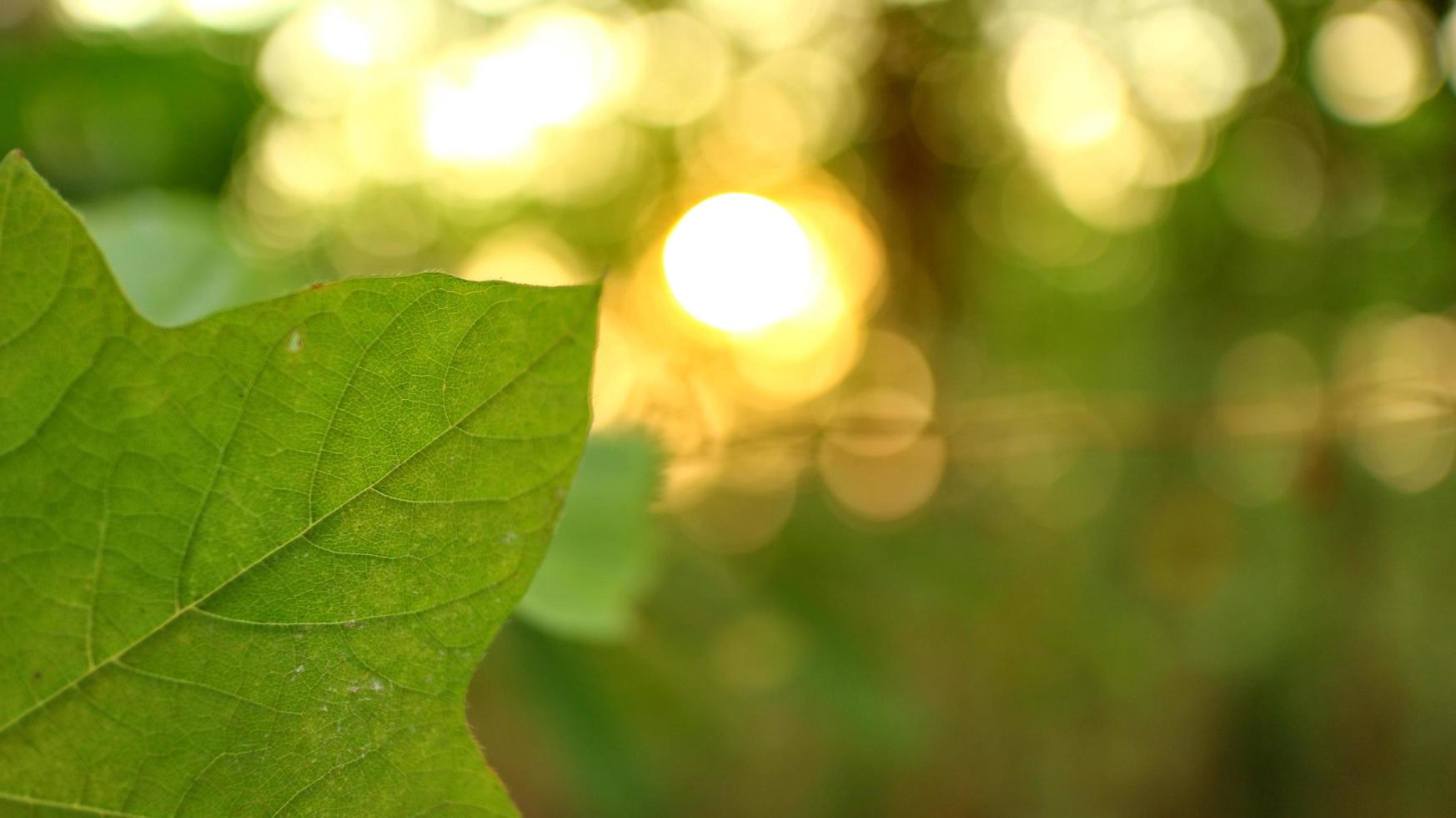 Grün Blätter gegen ein Hintergrund von Sonnenuntergang Licht foto