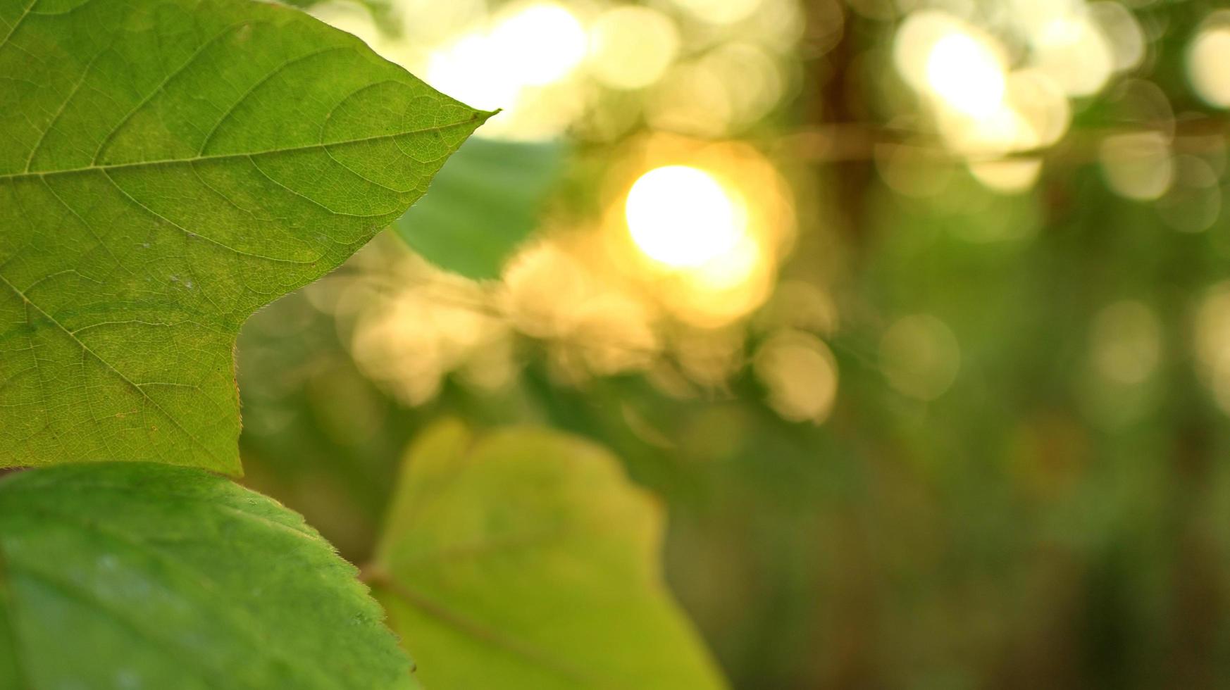 Grün Blätter gegen ein Hintergrund von Sonnenuntergang Licht foto