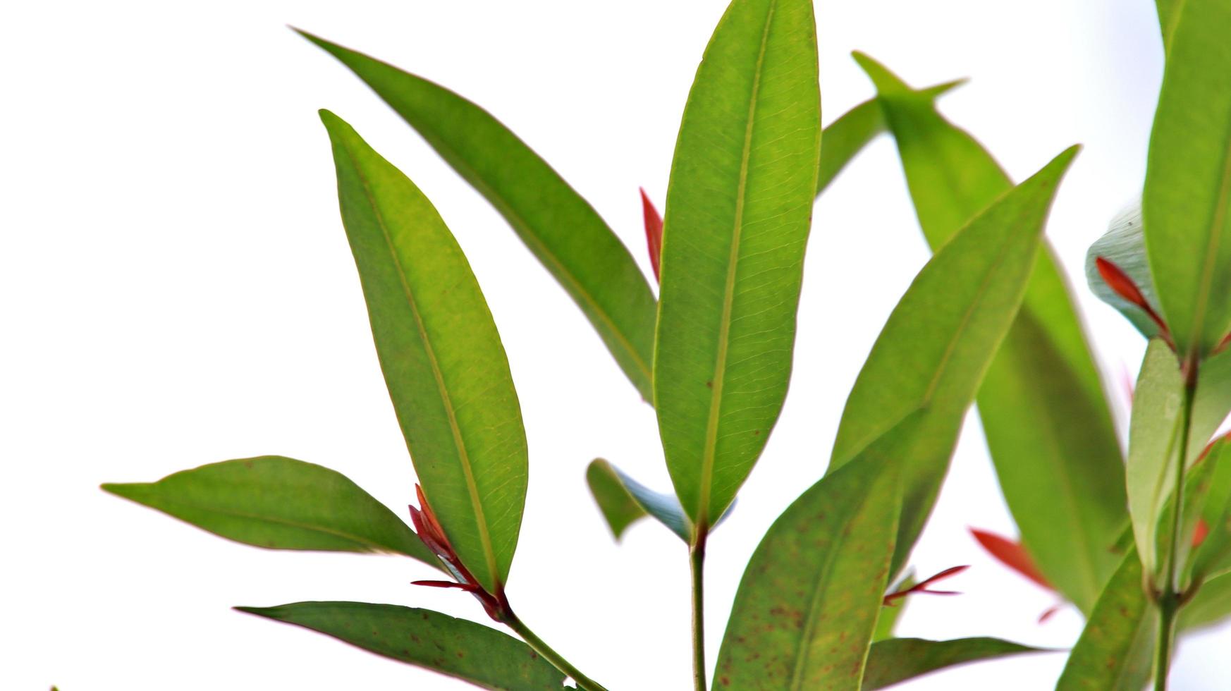 Photinia Blatt im Foto mit Bokeh Hintergrund