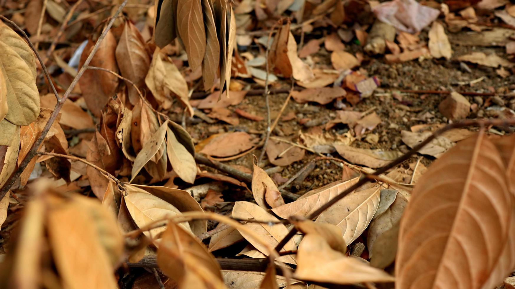 getrocknet verfault Jackfrucht Blätter streuen von das Boden foto