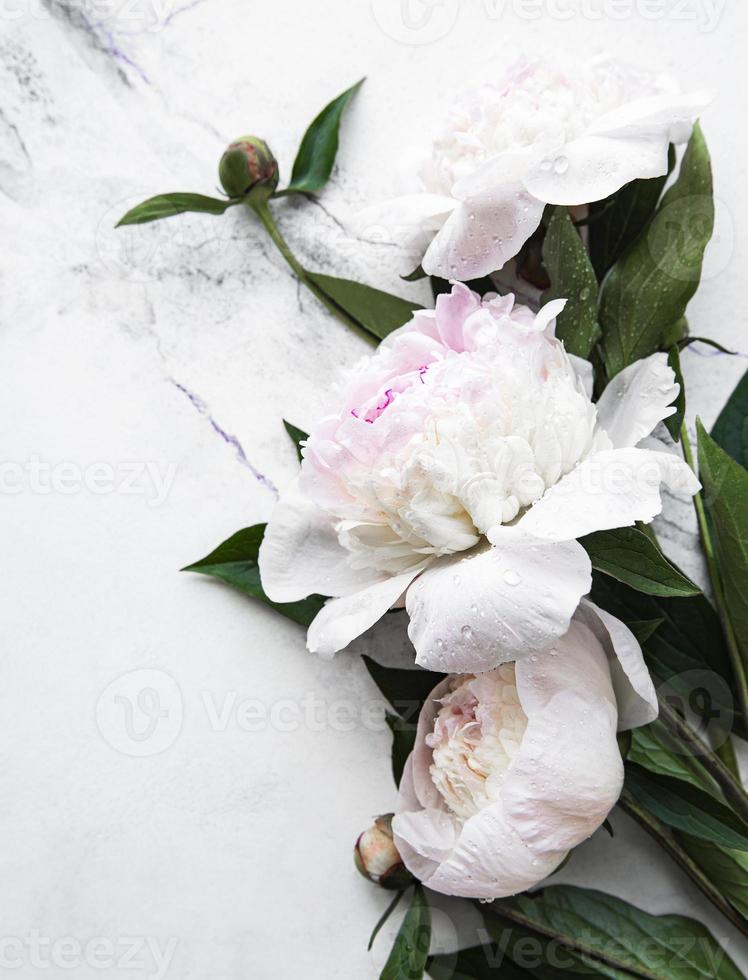 Pfingstrosenblumen auf einem Marmorhintergrund foto