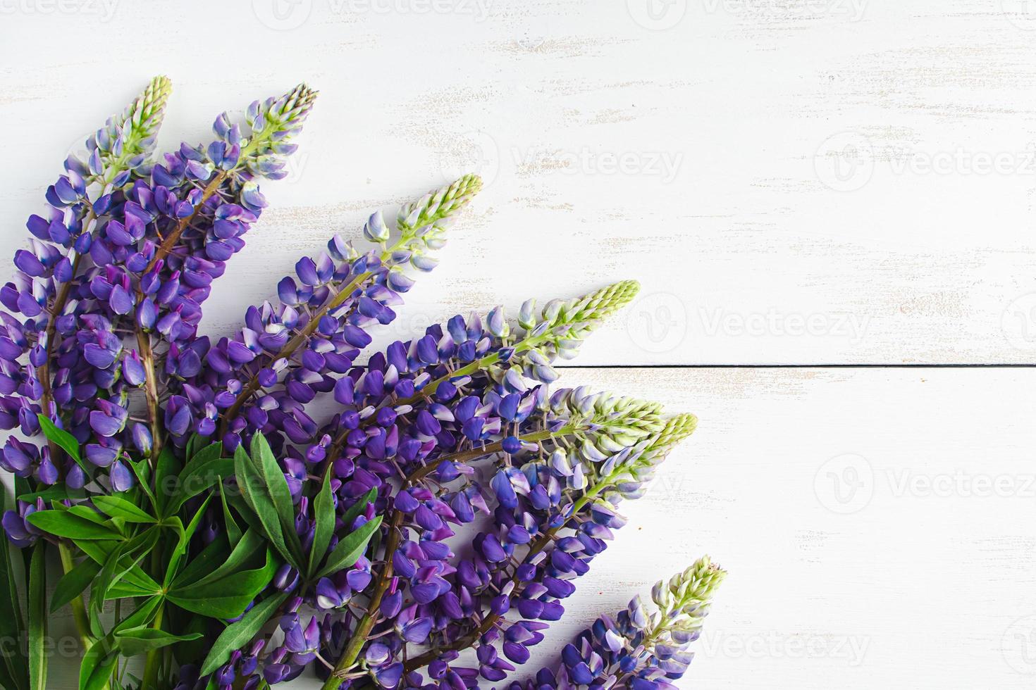 Strauß von lila Lupinen auf Weiß hölzern Hintergrund. foto