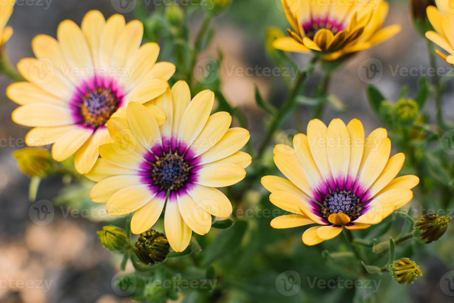 schön hell Gelb Blumen von Osteospermum im das Garten foto