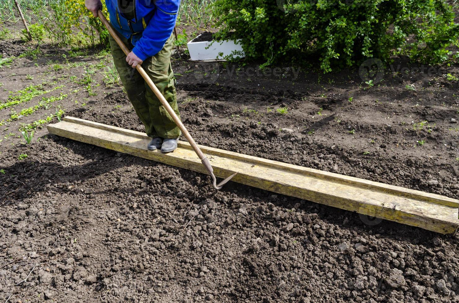 ein Mann lockert das Boden, und macht sogar Reihen zum Pflanzen Saat im das Garten, ein Neu Wachstum Jahreszeit auf ein organisch Bauernhof. foto