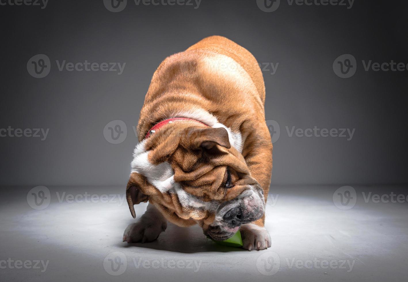 spielerisch Englisch Bulldogge Welpe foto