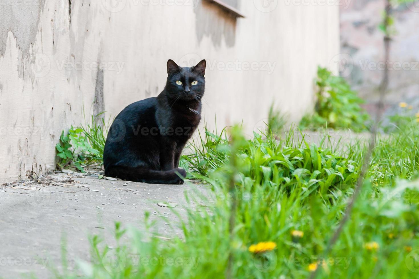 schöne schwarze Katze mit grünen Augen foto