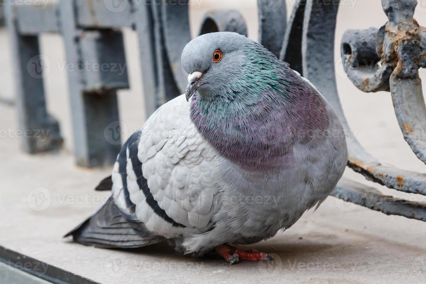 Porträt einer schönen Taube foto