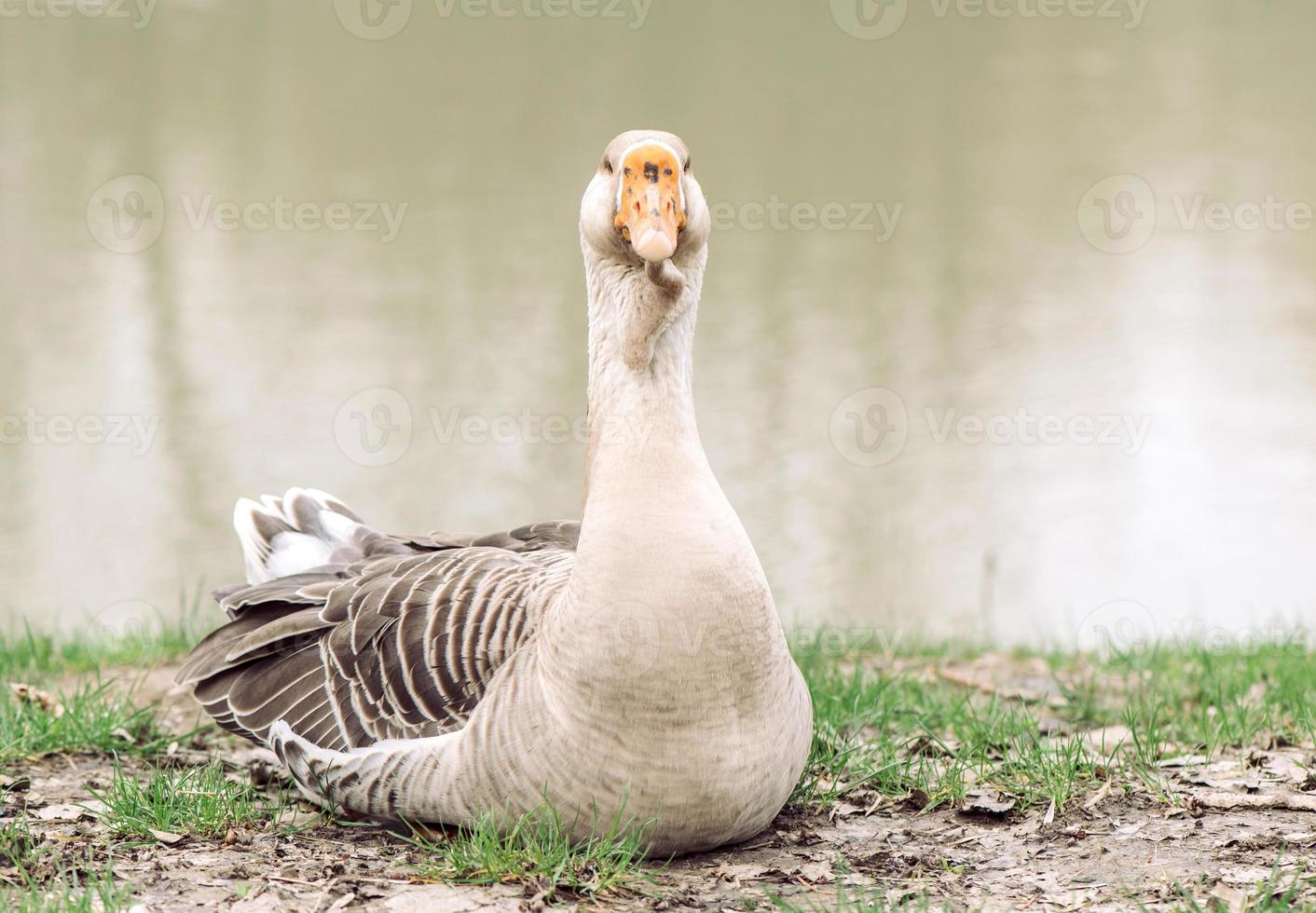 Porträt von Gans foto