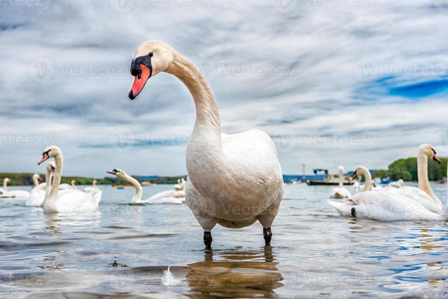 groß Weiß Schwan foto