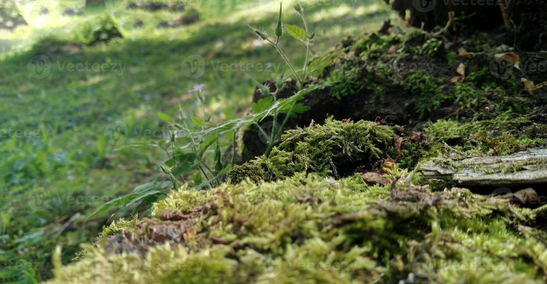 Grün Moos auf das Boden. alt Baum und jung Gras. Frühling Natur. foto