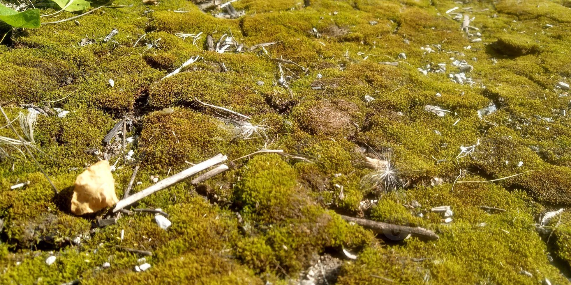 Grün Moos auf das Boden. alt Baum und jung Gras. Frühling Natur. foto