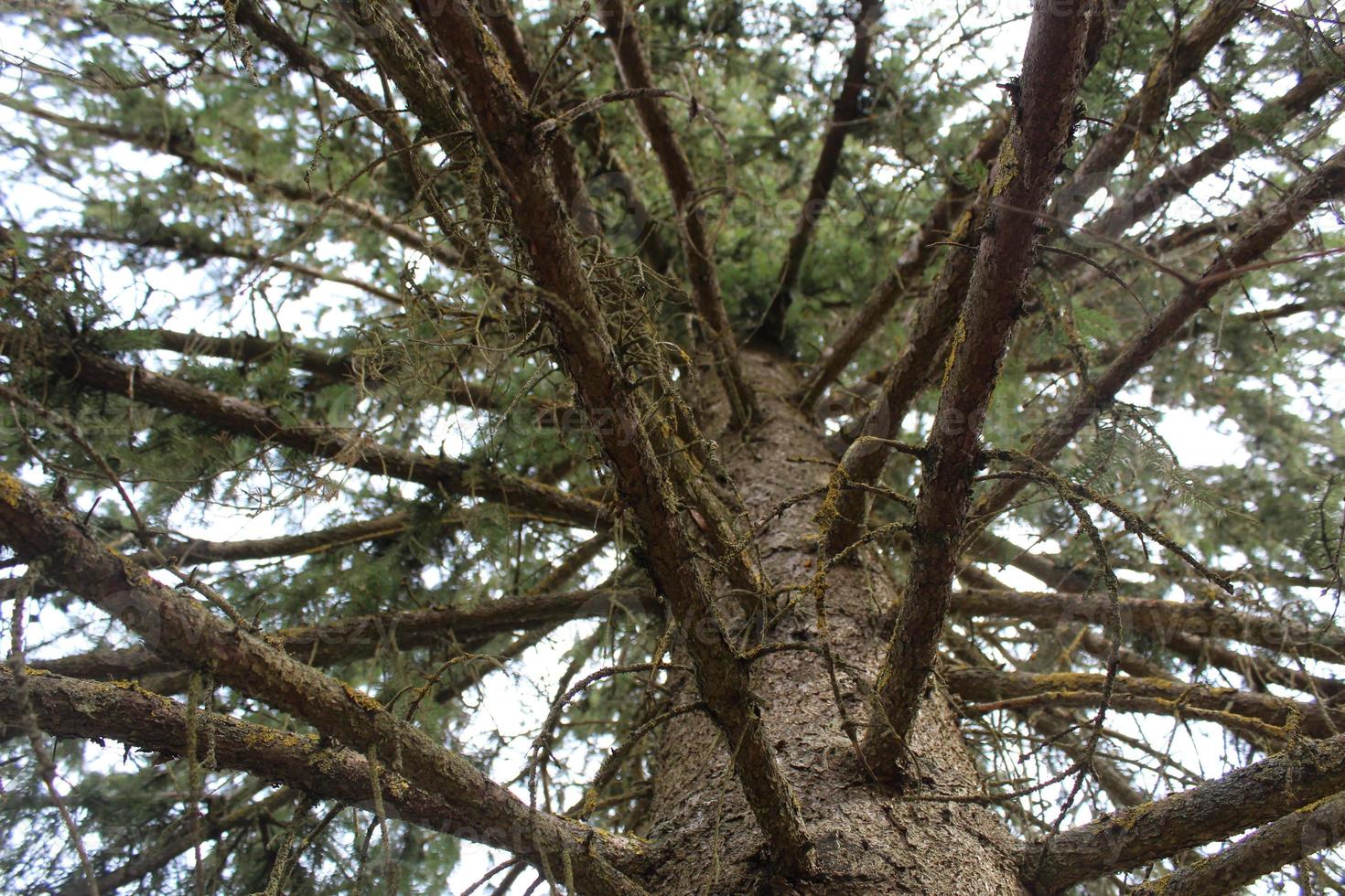 Baum mit Riese Geäst gesehen von unten foto