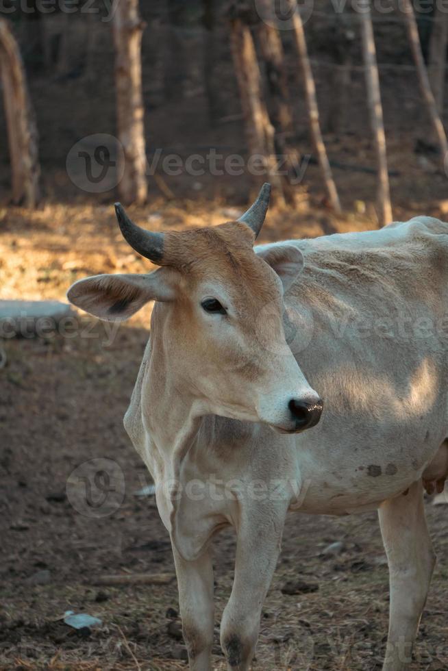 Porträt von ein Kuh beim das Bauernhof foto