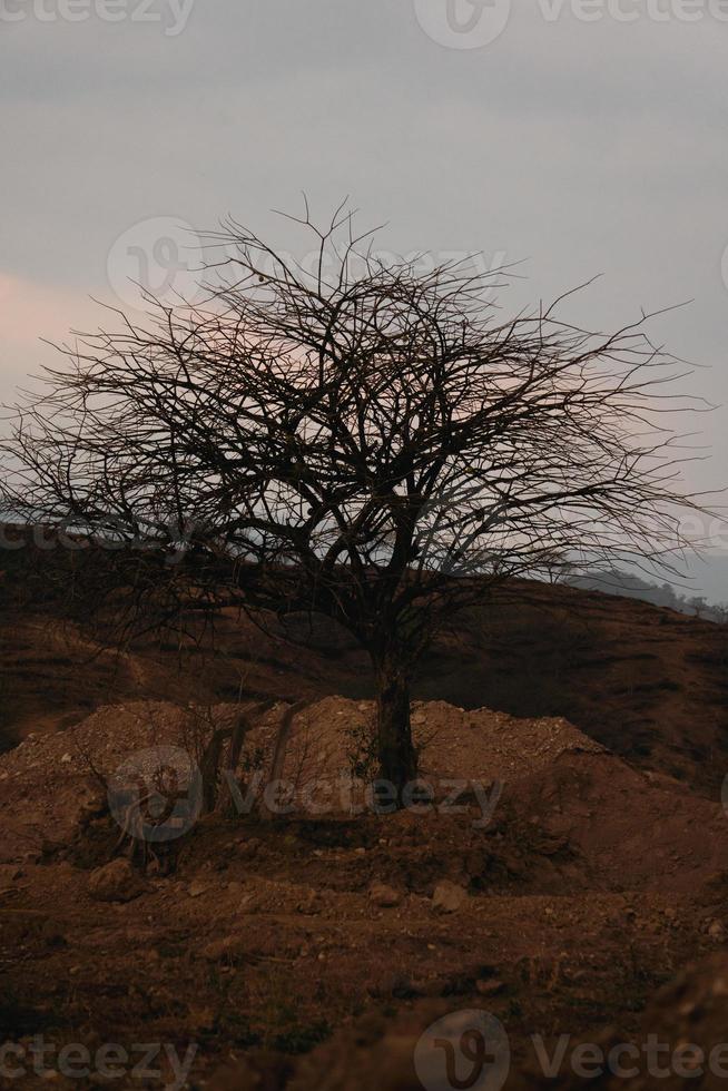 alt Baum im das Mitte von das Wüste foto