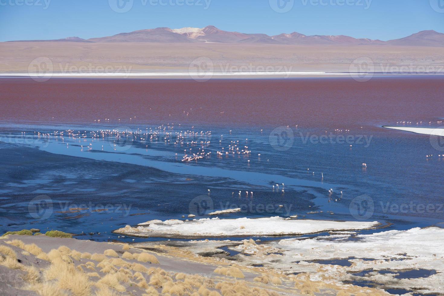 bunte Laguna Colorado auf dem Plateau Altiplano in Bolivien foto
