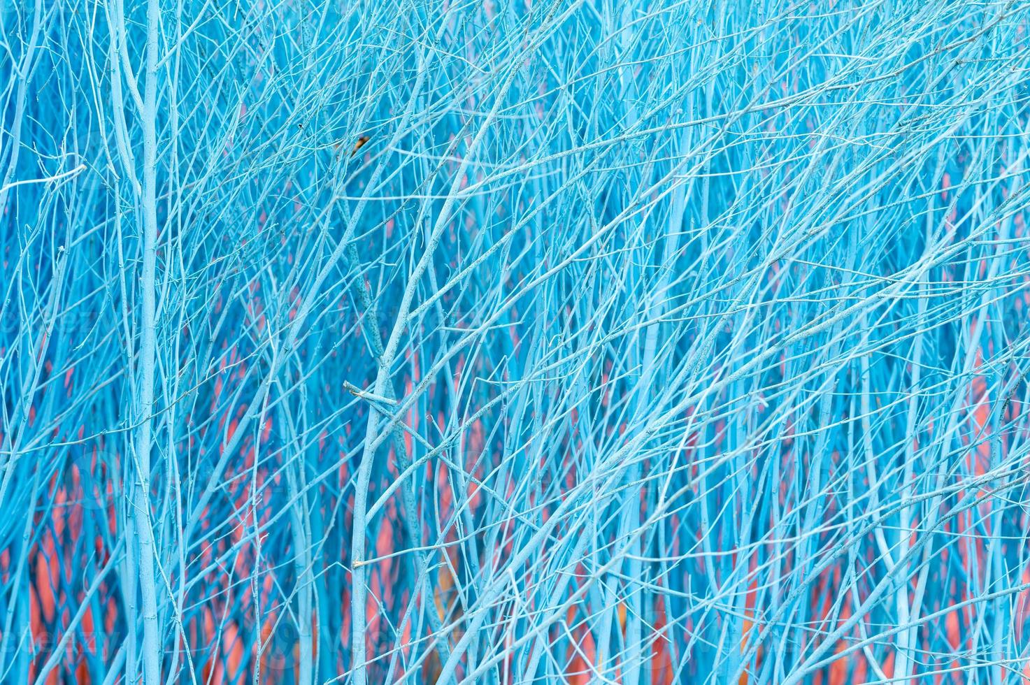 himmelblaue Farbe des Hintergrunds der kleinen trockenen Zweige foto