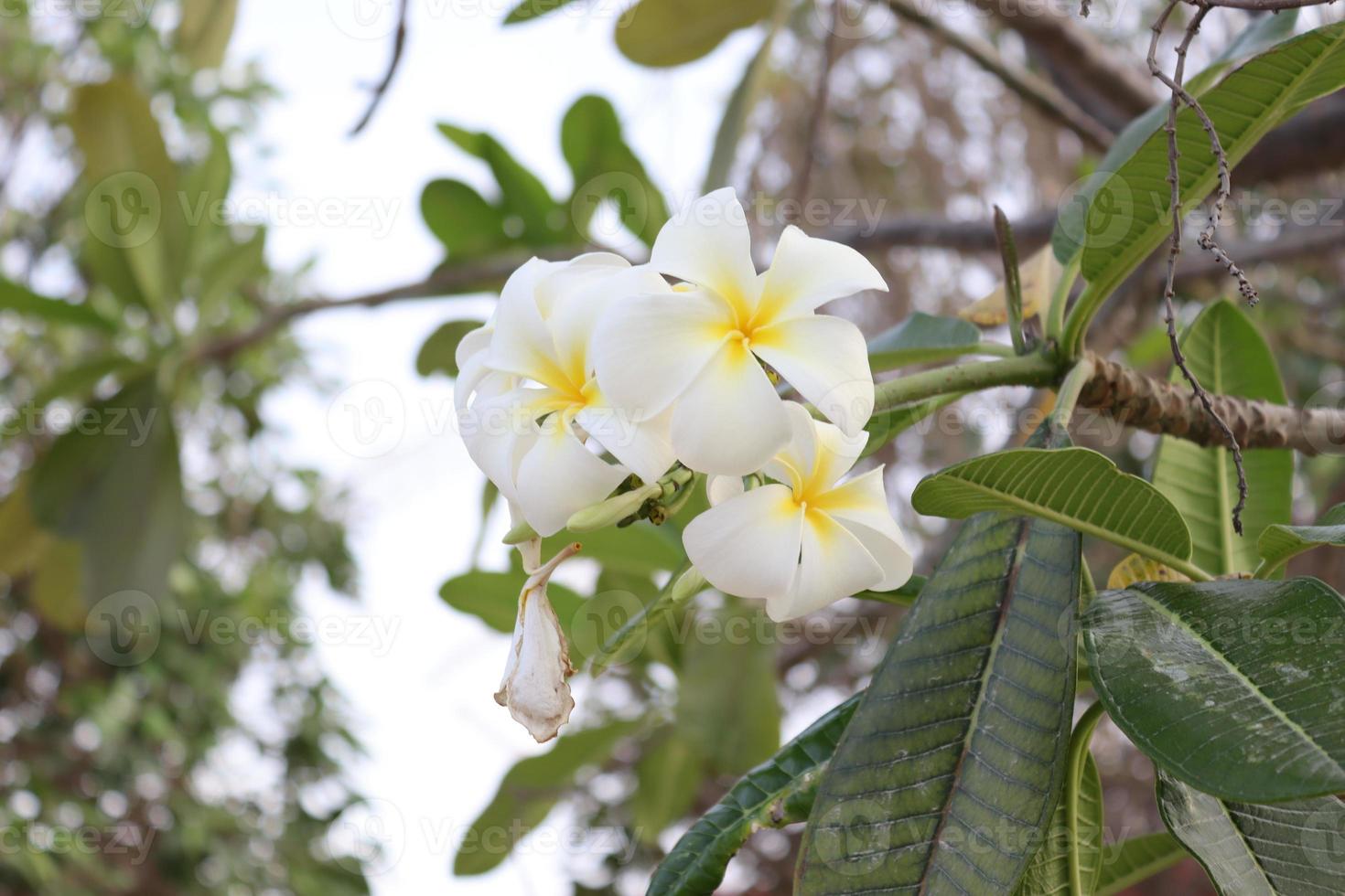 Weiß Plumeria Blume, weiß und Gelb Plumeria, Frangipani Blume foto