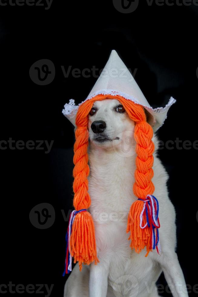 ein Mischling Hund mit Zöpfe und ein Niederländisch Hut foto