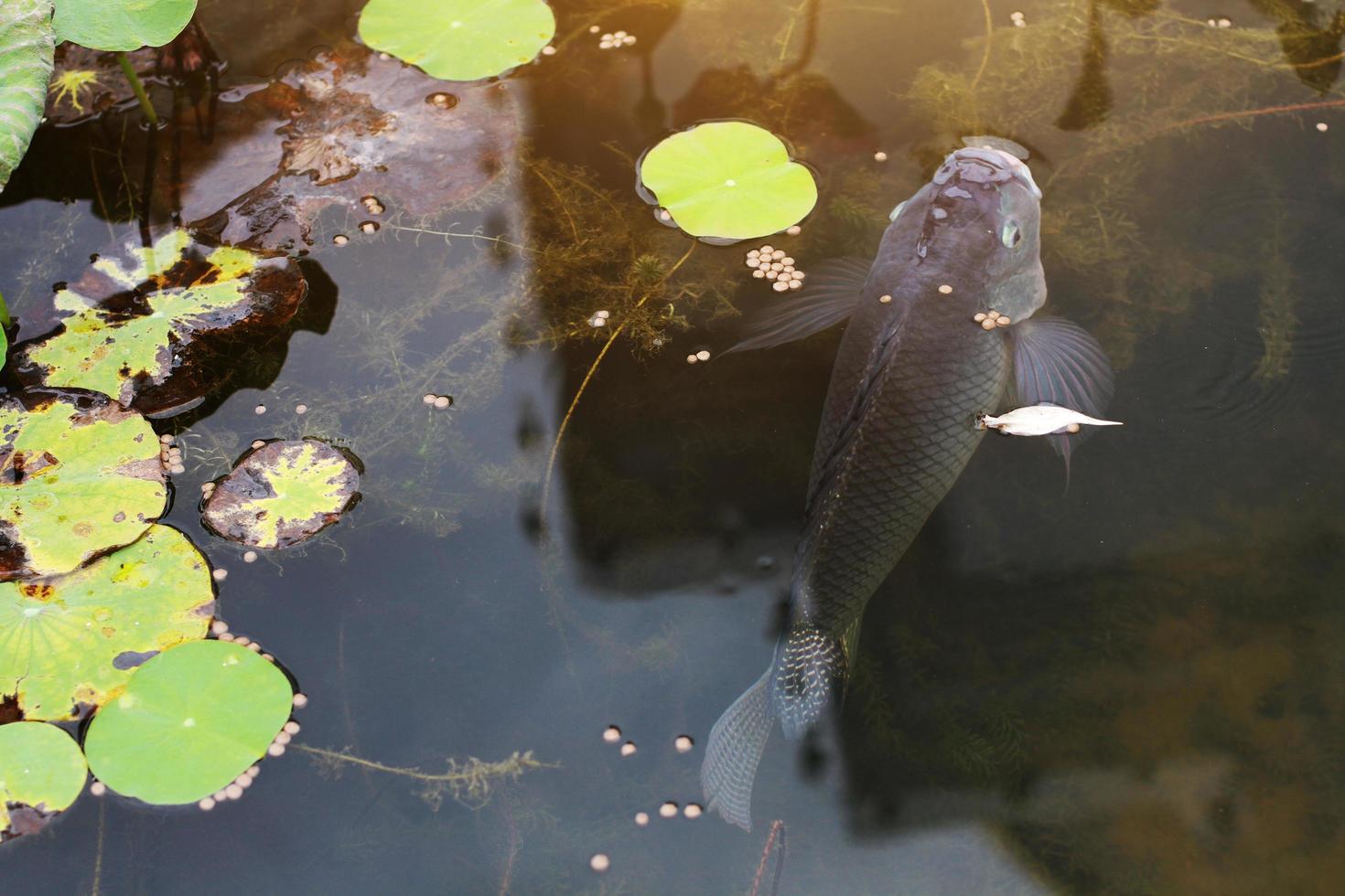 glücklich Fisch Schwimmen im tropisch Lotus Teich foto