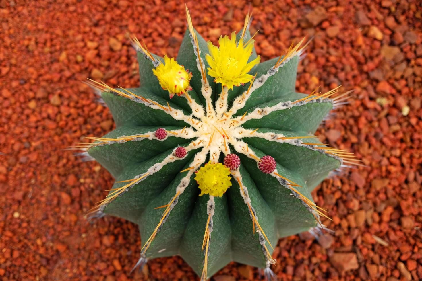 Blühen Gelb Blumen Kaktus Pflanzen im Wüste Park und saftig Garten. Gymnocalycium mihanovichii auf braun Bimsstein Stein foto